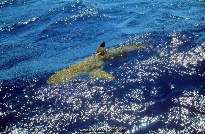 : Black-Tip Shark - With fin above water : Black-Tip Shark - With fin above water