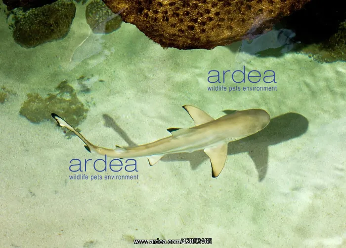 : Black-tipped Shark : Black-tipped Shark