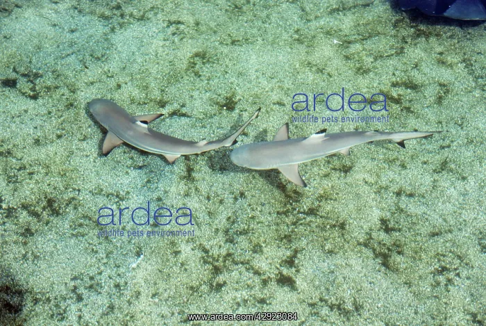 : BLACK-TIPPED SHARKS X2 : BLACK-TIPPED SHARKS X2