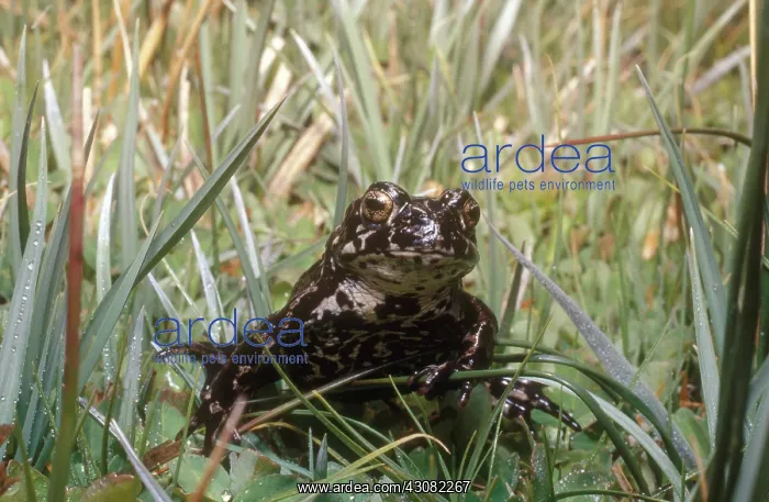 : Black Toad : Black Toad