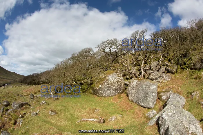  : Black A Tor Copse