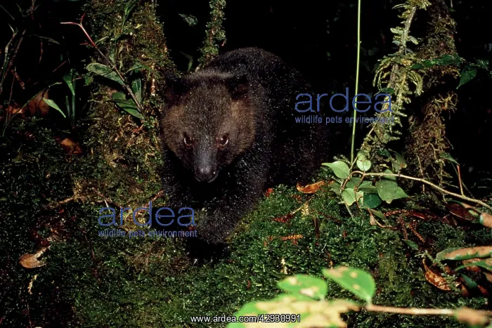 : Black Tree-Kangaroo : Black Tree-Kangaroo
