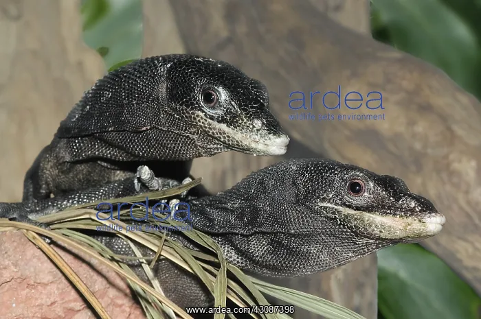 : Black Tree Monitors : Black Tree Monitors