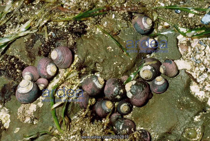 : Black Turban Sea Snail : Black Turban Sea Snail