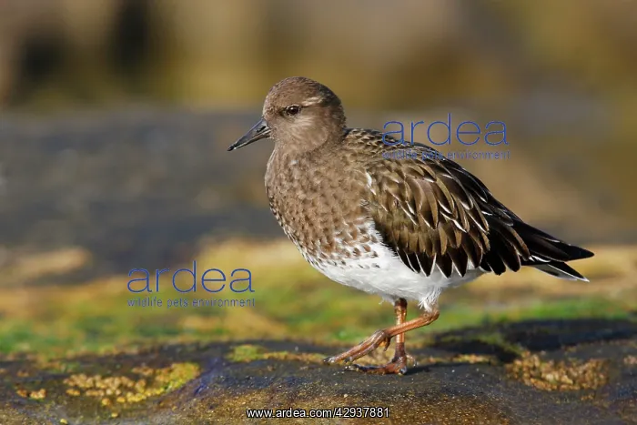 : Black Turnstone : Black Turnstone