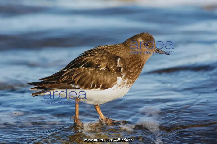 : Black Turnstone : Black Turnstone