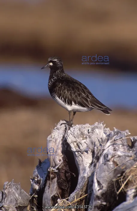 : Black Turnstone : Black Turnstone