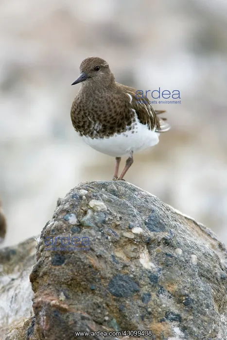 : Black Turnstone (Arenaria melanocephala) : Black Turnstone (Arenaria melanocephala)