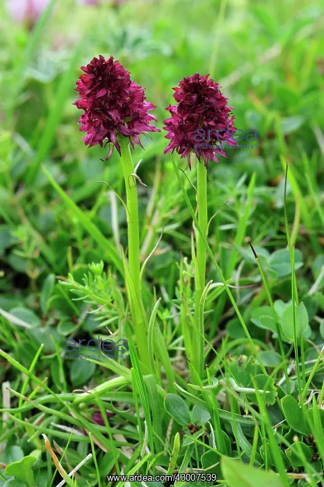 : Black Vanilla Orchid : Black Vanilla Orchid