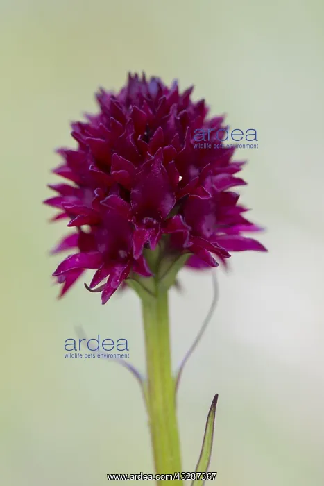 : Black Vanilla Orchid - flowering - Hohe Tauern National : Black Vanilla Orchid - flowering - Hohe Tauern National
