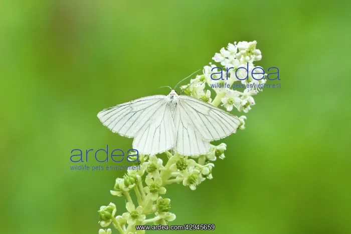 : Black-veined moth : Black-veined moth