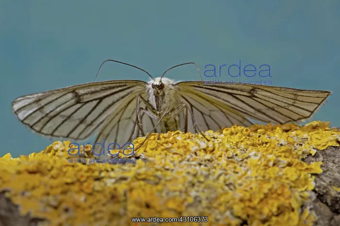 : Black-veined moth (Siona lineata) : Black-veined moth (Siona lineata)