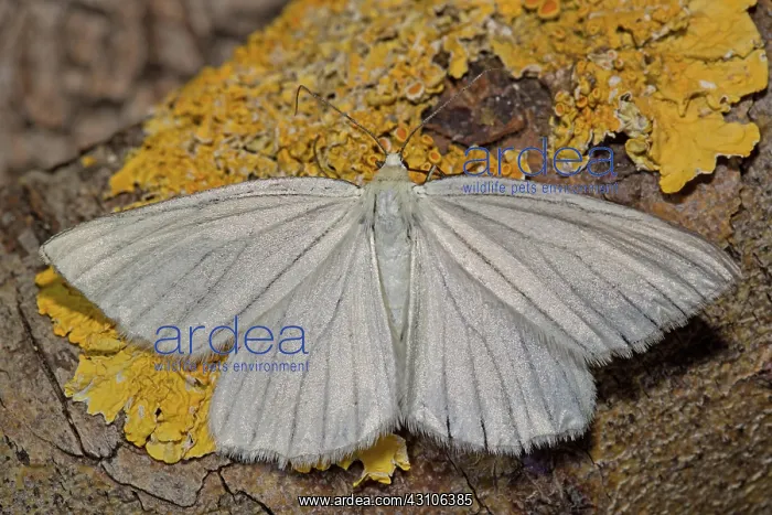 : Black-veined moth (Siona lineata) : Black-veined moth (Siona lineata)