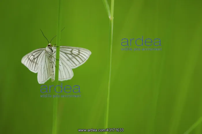 : Black-veined Moth (Siona lineata) - Bourgogne - : Black-veined Moth (Siona lineata) - Bourgogne -