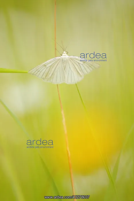 : Black-veined Moth (Siona lineata) hidden in the : Black-veined Moth (Siona lineata) hidden in the