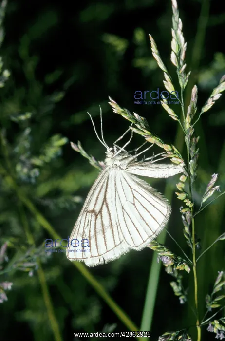 : Black-veined Moth - side view : Black-veined Moth - side view