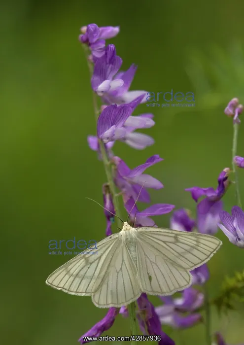 : Black-veined moth - with wings open : Black-veined moth - with wings open