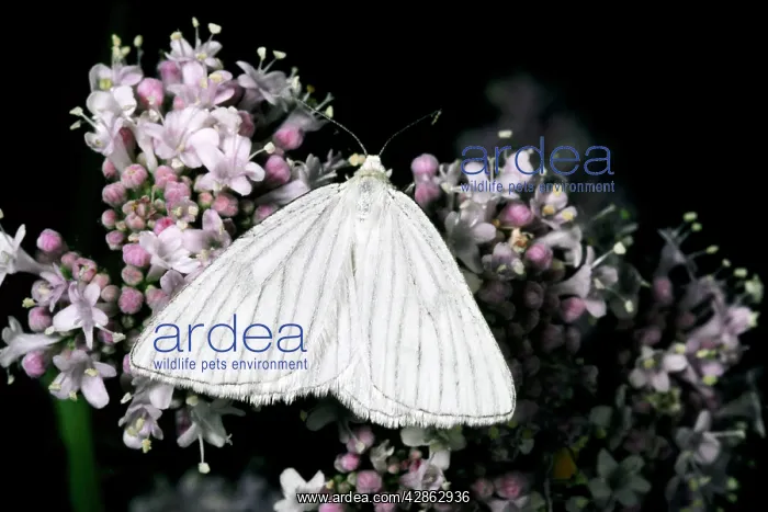 : Black-Veined Moth - with wings open : Black-Veined Moth - with wings open