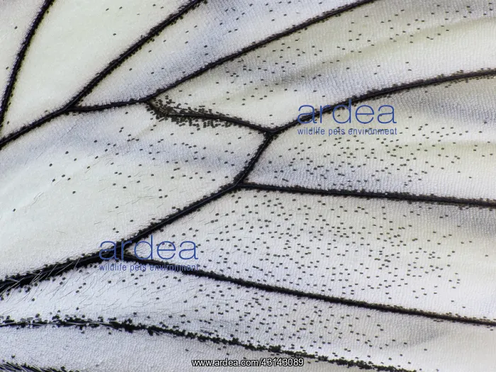 : Black-veined White : Black-veined White