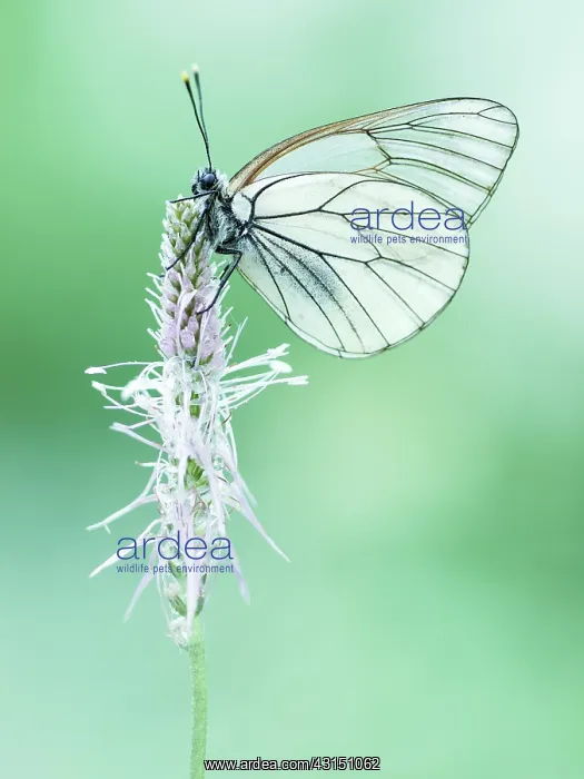 : Black-veined White : Black-veined White
