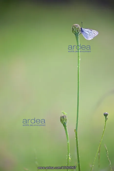 : Black-veined White : Black-veined White