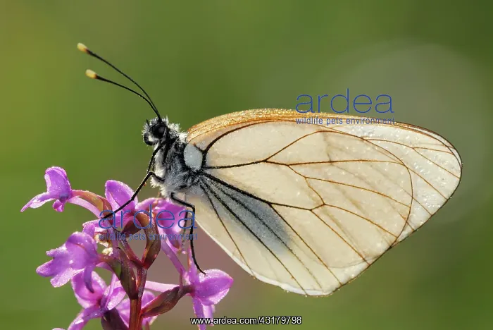 : Black-veined White : Black-veined White