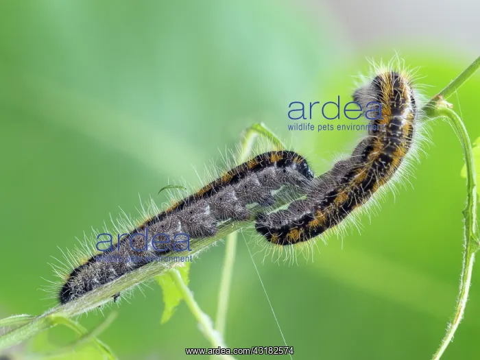  : Black-veined White