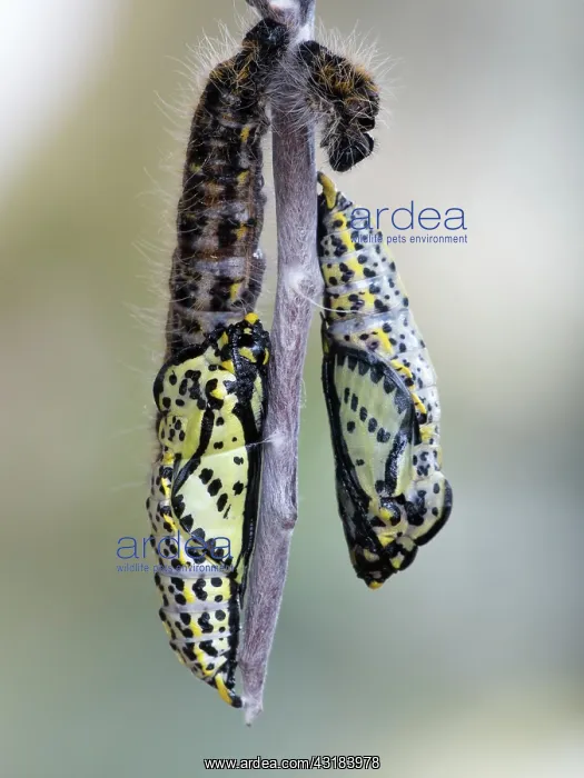 : Black-veined White : Black-veined White
