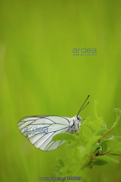 : Black-veined White (Aporia crataegi) - Bourgogne : Black-veined White (Aporia crataegi) - Bourgogne