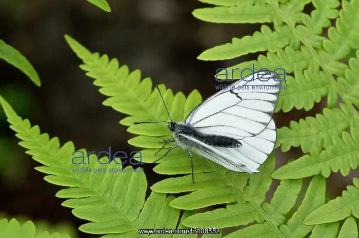 : Black-veined white (Aporia crataegi). Taglamyren : Black-veined white (Aporia crataegi). Taglamyren