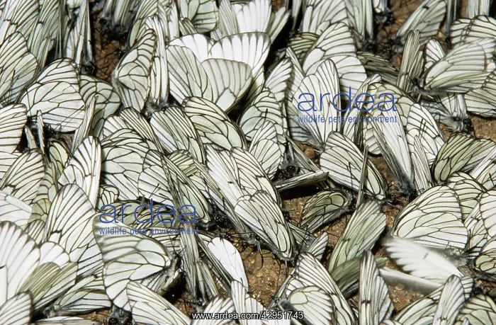 : Black-veined White Butterflies : Black-veined White Butterflies