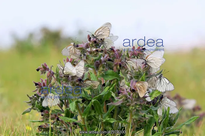 : Black-veined White Butterflies - gathered on flowering : Black-veined White Butterflies - gathered on flowering