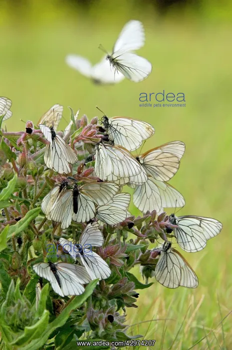 : Black-veined White Butterflies - gathered on flowering : Black-veined White Butterflies - gathered on flowering