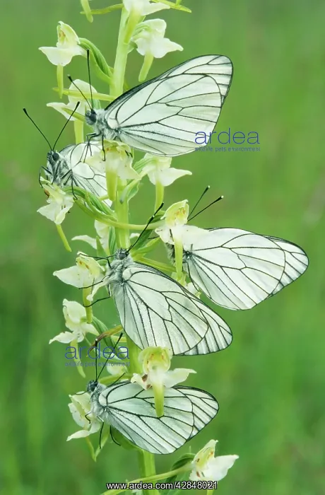 : Black-Veined White Butterflies - x five on flower : Black-Veined White Butterflies - x five on flower