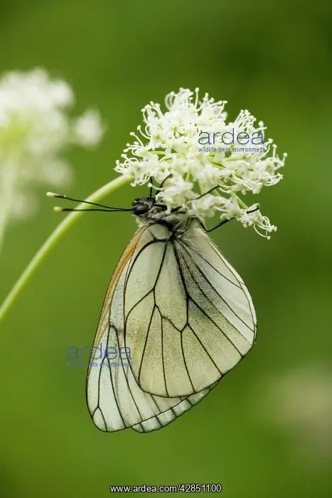 : Black-veined White Butterfly : Black-veined White Butterfly