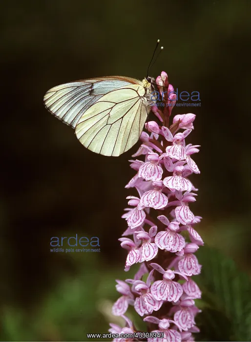 : Black-Veined White Butterfly - On common spotted : Black-Veined White Butterfly - On common spotted
