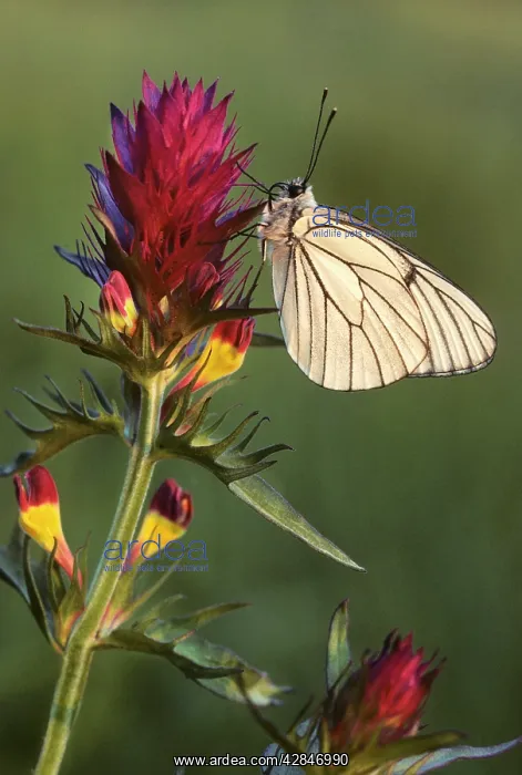 : Black-veined White Butterfly - on Field cow-wheat : Black-veined White Butterfly - on Field cow-wheat