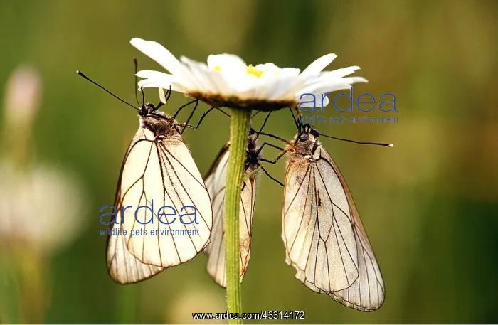 : BLACK-VEINED WHITE BUTTERFLY - Three on flower : BLACK-VEINED WHITE BUTTERFLY - Three on flower