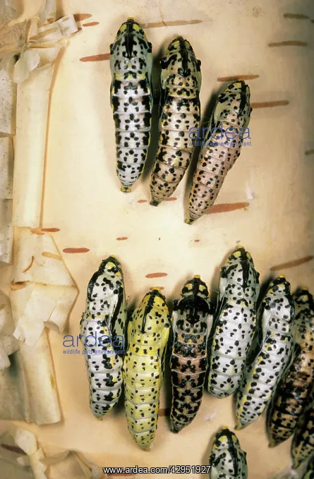 : Black-veined White Butterfly - masses of pupae : Black-veined White Butterfly - masses of pupae