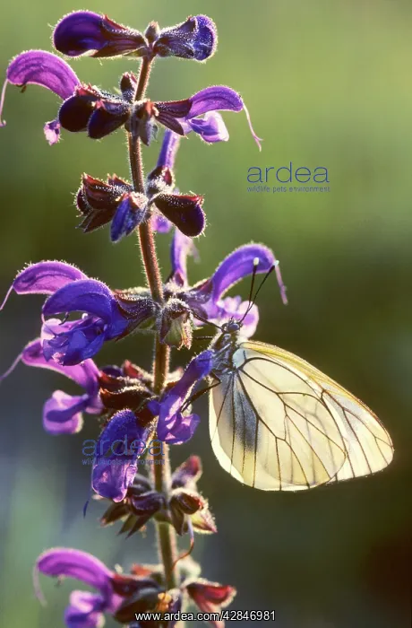 : Black-veined White Butterfly - on Meadow Clary : Black-veined White Butterfly - on Meadow Clary