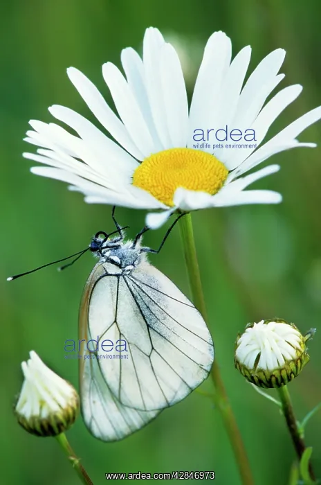 : Black-veined White Butterfly - on Oxeye Daisy (Leucanthemum : Black-veined White Butterfly - on Oxeye Daisy (Leucanthemum