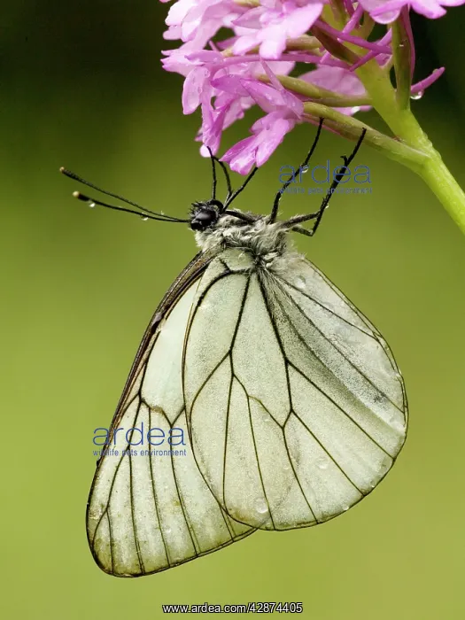 : Black-veined white butterfly - on Pyramidal orchid : Black-veined white butterfly - on Pyramidal orchid