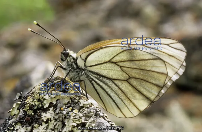 : Black-veined White Butterfly - resting on a stone : Black-veined White Butterfly - resting on a stone
