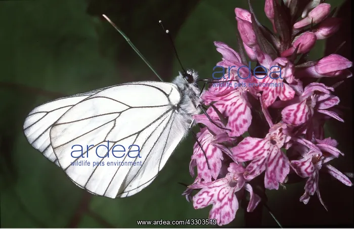  : Black-veined White Butterfly on Spotted Orchid flower