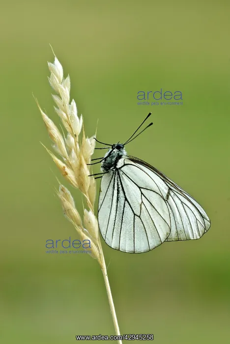 : Black-veined white - Underside, resting on dry grass stem : Black-veined white - Underside, resting on dry grass stem