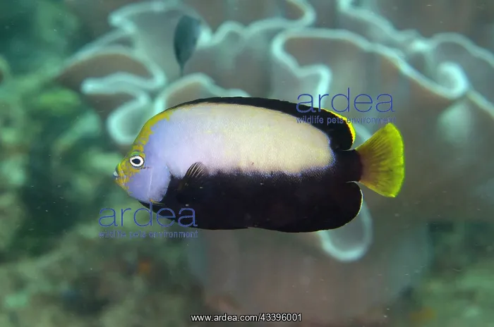 : Black Velvet Angelfish : Black Velvet Angelfish