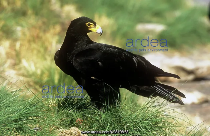 : Black / Verreaux Eagle : Black / Verreaux Eagle