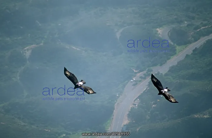  : Black  /  Verreaux Eagle - South Africa - two in flight