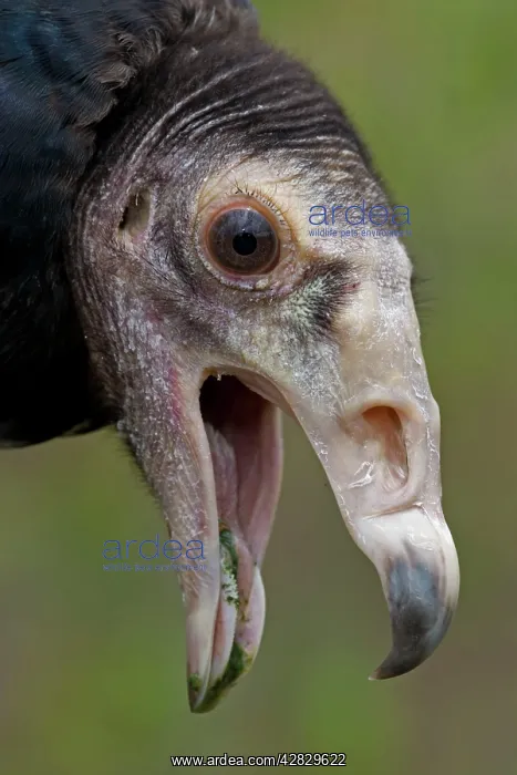 : Black Vulture : Black Vulture