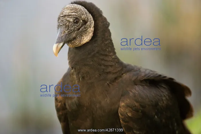 : Black Vulture : Black Vulture